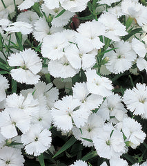 Dianthus Telstar White