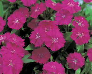 Dianthus Telstar Purple