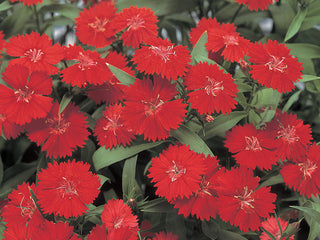 Dianthus Telstar Scarlet