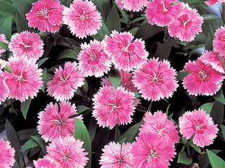 Dianthus Telstar Pink