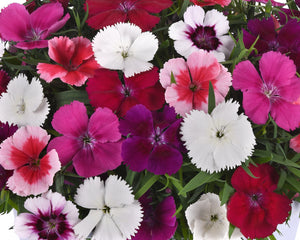 Dianthus Coronet Mix PLT
