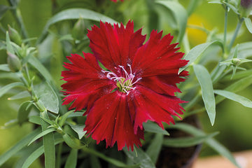 Dianthus Diana Crimson
