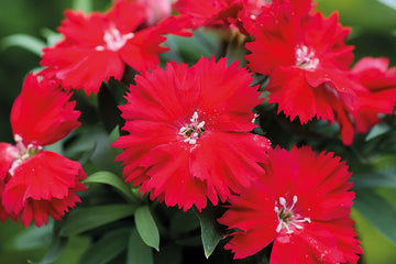 Dianthus Diana Scarlet