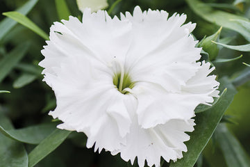Dianthus Diana White