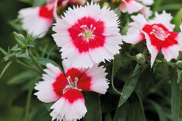 Dianthus Diana Red Centered White