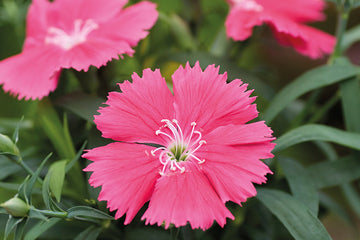 Dianthus Diana Salmon
