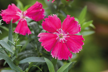 Dianthus Diana Rose Shades