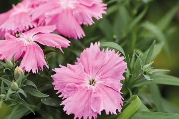 Dianthus Diana Pink