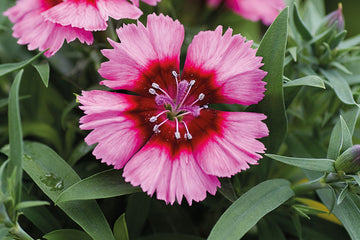 Dianthus Diana Crimson Picotee