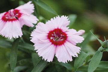 Dianthus Diana Purple Centered White