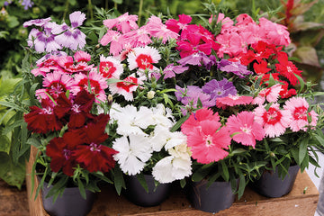 Dianthus Diana Formula Mix
