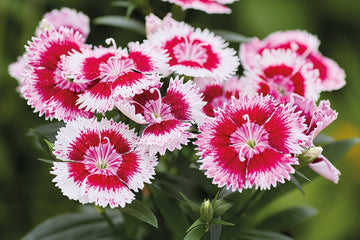 Dianthus Chiba Cherry Picotee