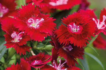 Dianthus Chiba Crimson