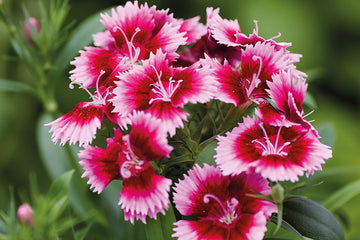 Dianthus Chiba Crimson Picotee