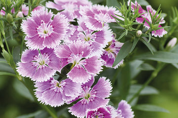 Dianthus Chiba Lilac Picotee