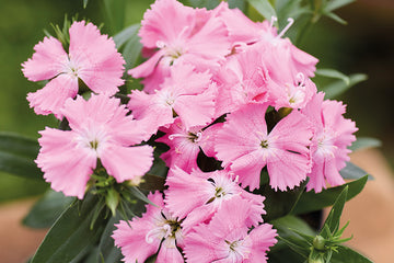 Dianthus Chiba Pink