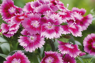 Dianthus Chiba Purple Picotee
