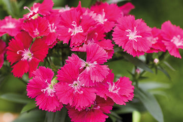 Dianthus Chiba Rose