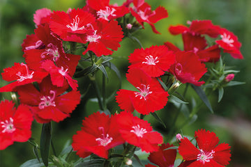 Dianthus Chiba Scarlet