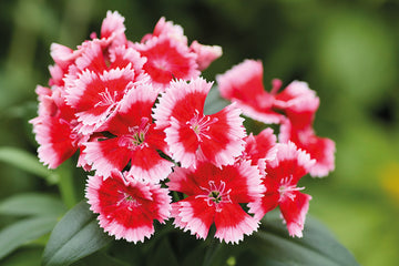 Dianthus Chiba Strawberry