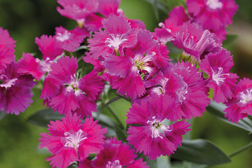 Dianthus Chiba Violet