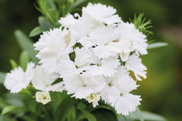 Dianthus Chiba White