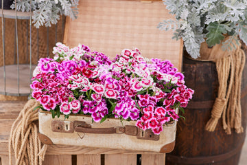 Dianthus Chiba Picotee Mix