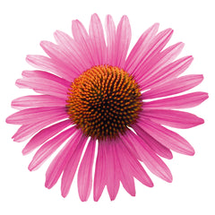 Echinacea Primadonna Deep Rose