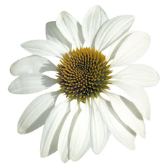 Echinacea Primadonna White