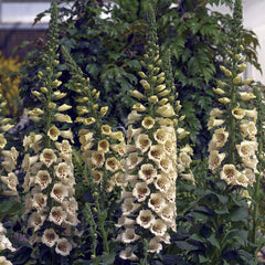 Digitalis Camelot Cream PLT