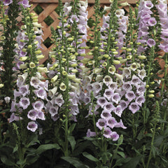 Digitalis Camelot Lavender PLT