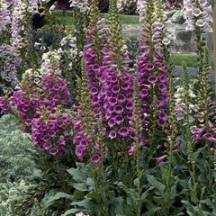 Digitalis Camelot Rose PLT