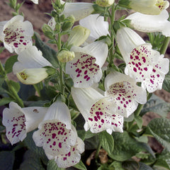 Digitalis Camelot White PLT