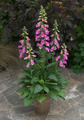Digitalis Pink Panther