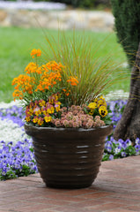 Erysimum Citrona Orange