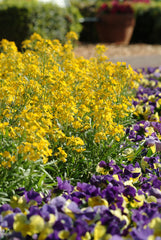 Erysimum Citrona Yellow