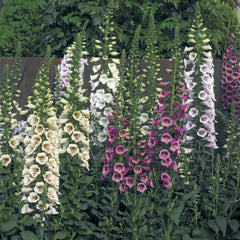 Digitalis Camelot Mix PLT