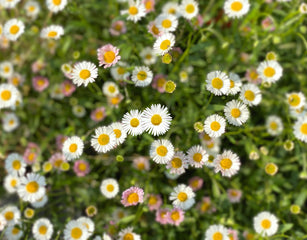 Erigeron karvinskianus 'Profusion'