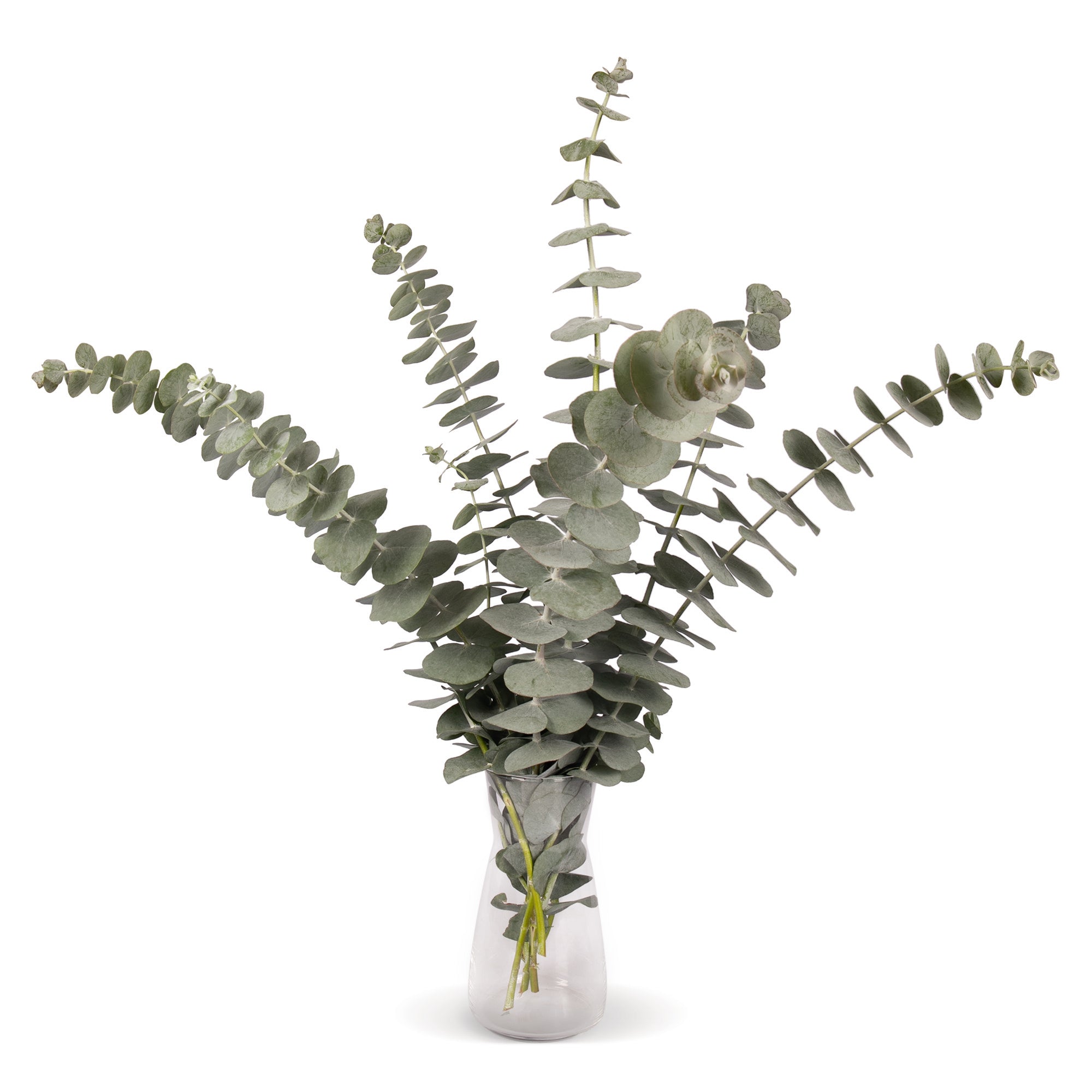 Eucalyptus Cinerea Silver Dollar Vis Seed