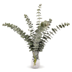 Eucalyptus cinerea Silver Dollar