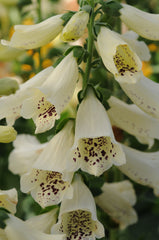 Digitalis Dalmation Creme