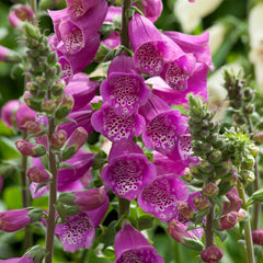 Digitalis Dalmation Purple
