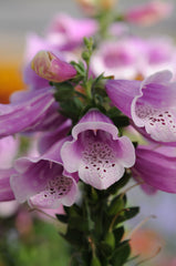 Digitalis Dalmation Rose