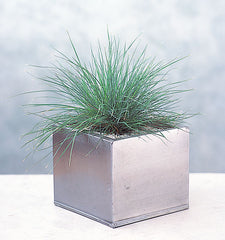 Festuca glauca Elijah Blue