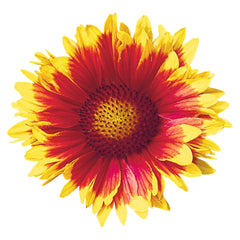 Gaillardia Arizona Sun