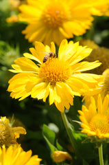 Gaillardia Mesa Yellow Hybrid