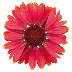 Gaillardia Arizona Red Shades