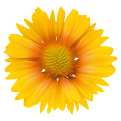 Gaillardia Arizona Apricot