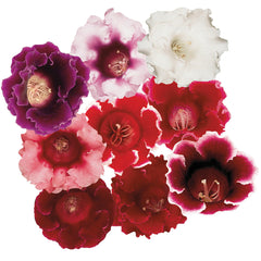 Gloxinia Avanti Mix PLT