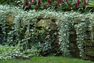 Dichondra Silver Falls